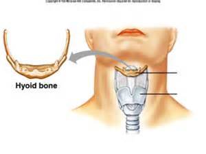 definisyon nan hyoid