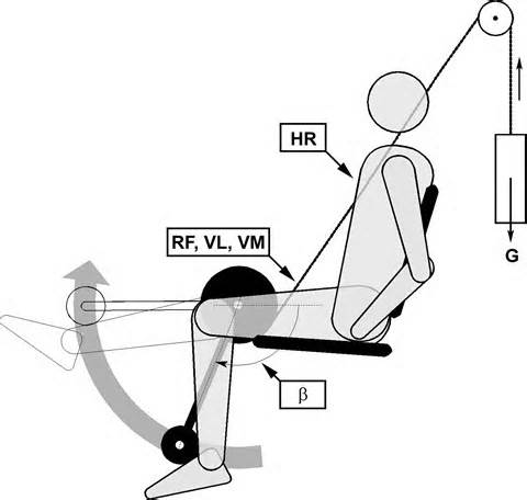 Definisjon av kinesiological