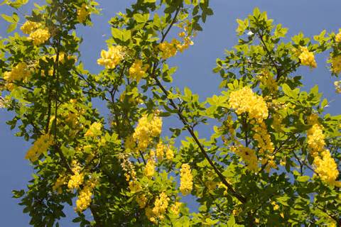 definisyon nan laburnum