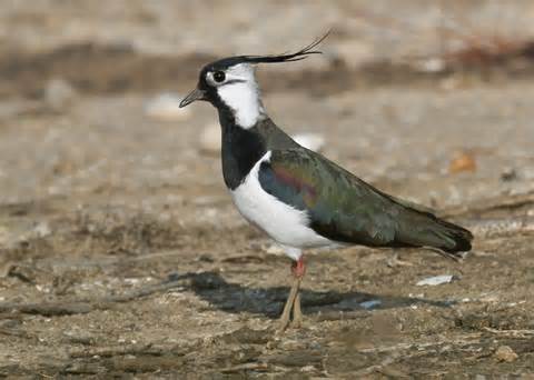 Definition von lapwing