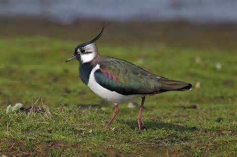 Definition von lapwing