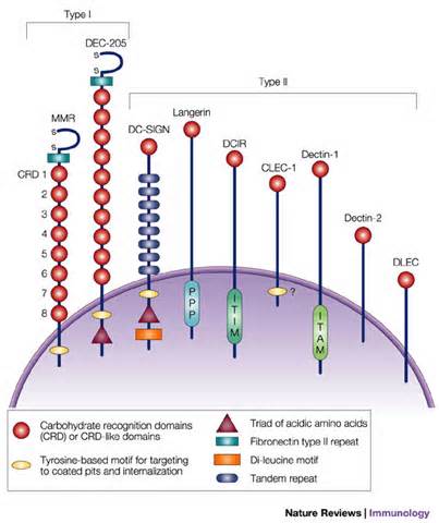 ความหมายของ lectin