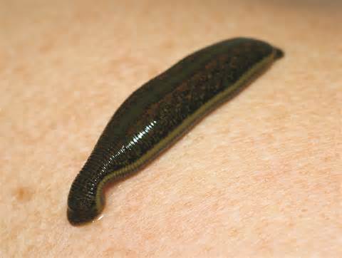 leech 定義