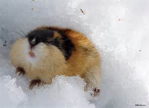 lemming کی تعریف