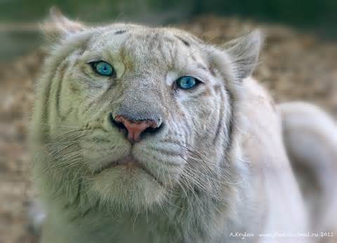 Definice liger