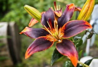 Definice lilly