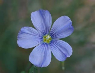 Ορισμός του linum