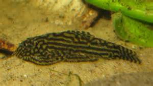 Definice loach