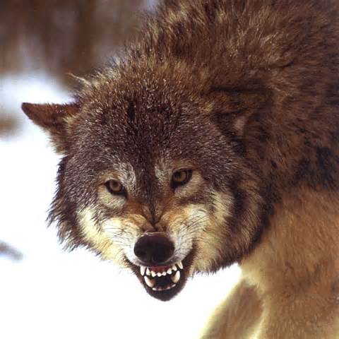 opredelitev lobo