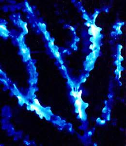 Definitions of luminescing
