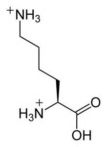 definizzjoni ta lysine