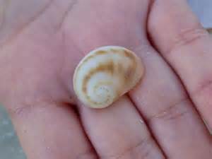 definisyon nan maculated