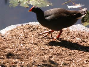 opredelitev megapode