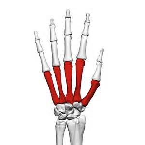 definícia metacarpal