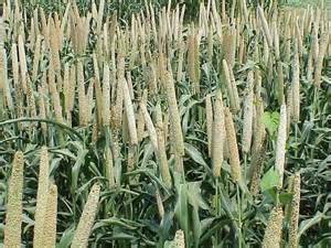 Definice millets