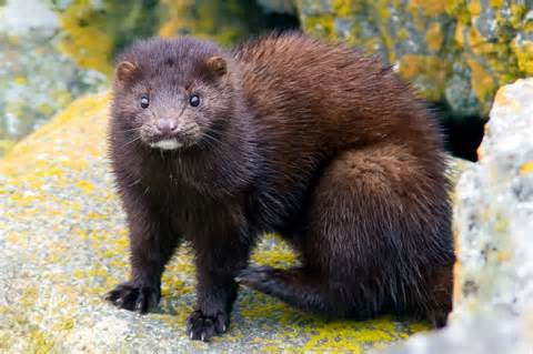 Definice mink