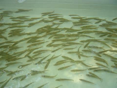 Apibrėžimas minnows