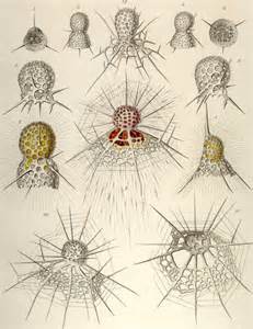 Definisi morphogenesis