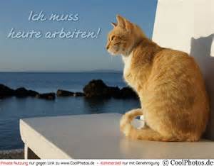 Definisjon av muss