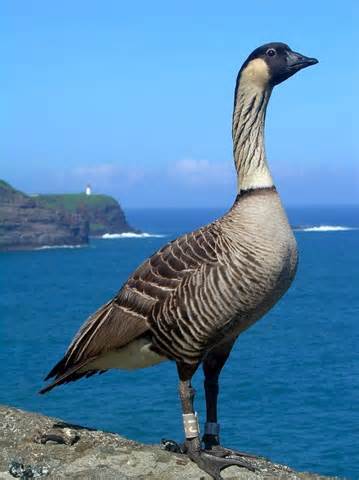 Definice nene