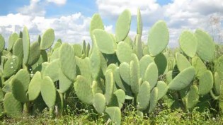 definisyon nan nopal