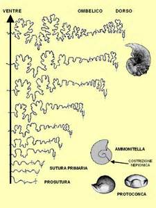 Definice ontogeny