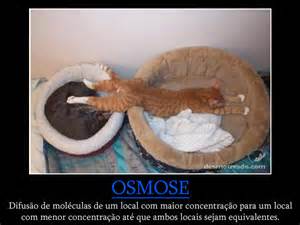 Mõiste osmose
