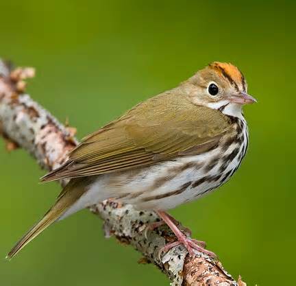 opredelitev ovenbird