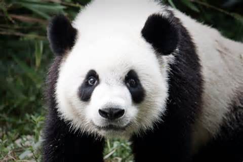 визначення pandas