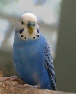 definisyon nan parakeet