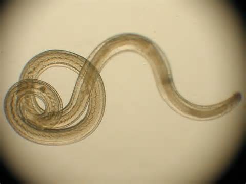 definisyon nan parasites
