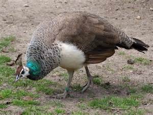 definisyon nan peahens