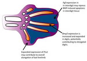 diffiniad o pentadactyl