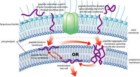 definizzjoni ta peptides