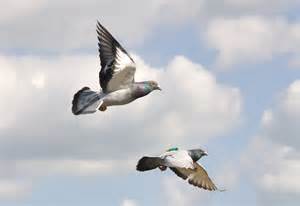 Definice pigeons