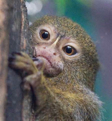 definisyon nan pigmy