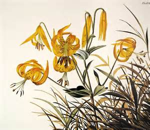 definisyon nan pinnated