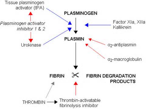 Definice plasmin