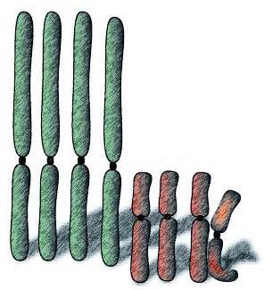 definícia polyploid