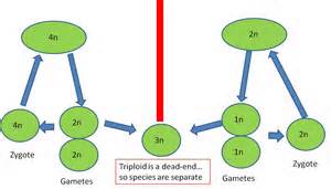 definícia polyploid