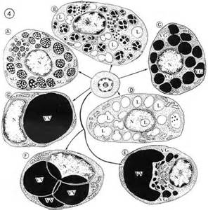 diffiniad o polyzoic