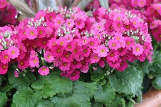 primula 定義