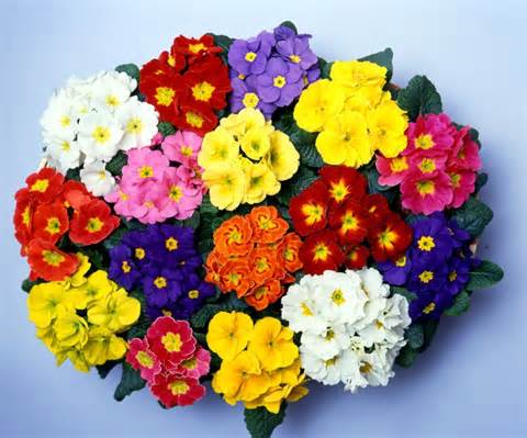 primula 定義