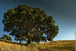 opredelitev querce