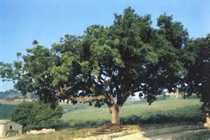 opredelitev querce