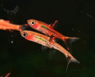Definisi rasboras