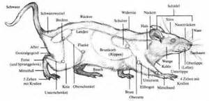 definisyon nan ratten