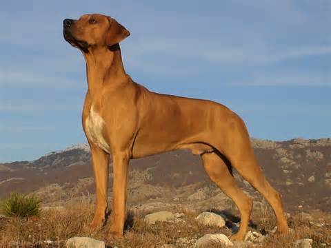 définition de rhodesian