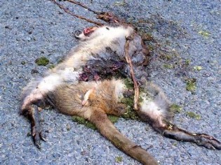 Definitie van roadkill