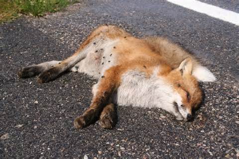 Definitie van roadkill